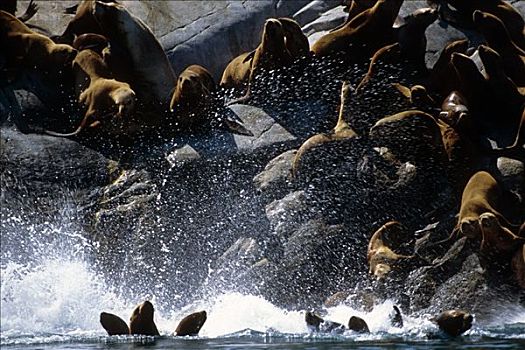 跳跃,石头,海洋,冰河湾国家公园,东南阿拉斯加,夏天