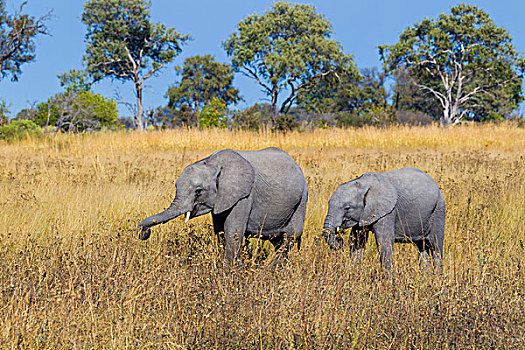 非洲象,幼兽,放牧,草场,奥卡万戈三角洲,博茨瓦纳,非洲