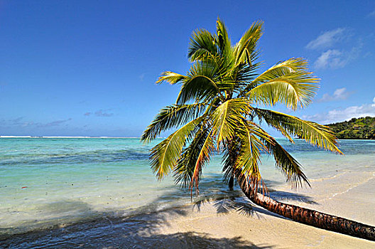 棕榈树,树,隔绝,海滩,东方,海岸,马达加斯加,非洲,印度洋