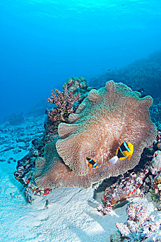 葵鱼,岛屿,密克罗尼西亚,太平洋
