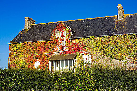 房子,常春藤,布列塔尼半岛,法国