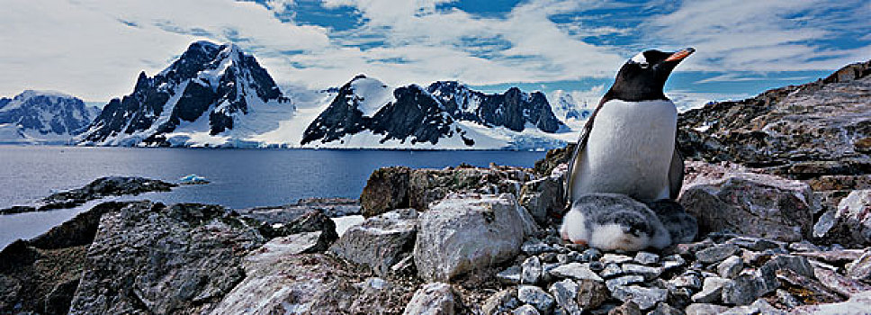 南极,巴布亚企鹅,栖息地,西南方,雷麦瑞海峡