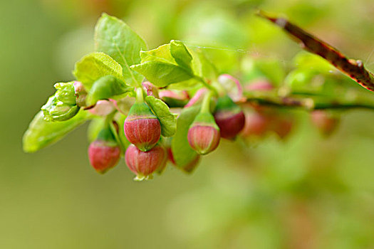 蓝莓,欧洲越桔,花