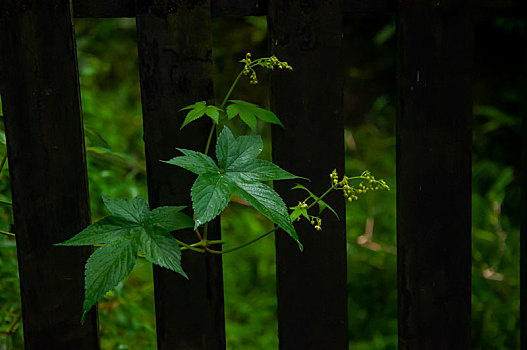 森林到处都是野花,牵牛花