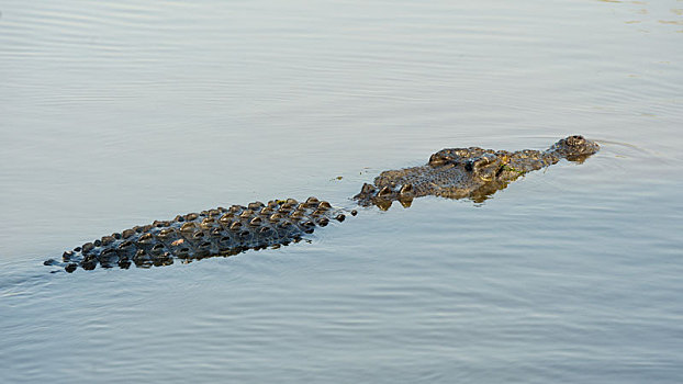 咸水鳄,黄河,澳大利亚