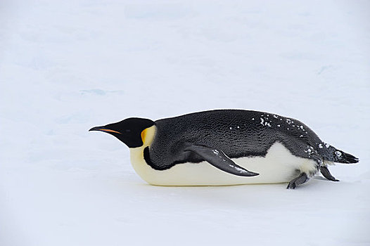 南极,威德尔海,靠近,雪丘岛,帝企鹅,浮冰