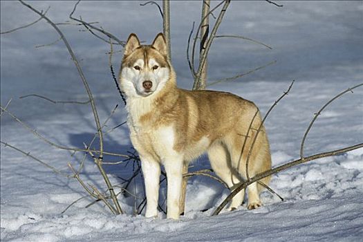 西伯利亚,哈士奇犬,狗,警惕,雪中