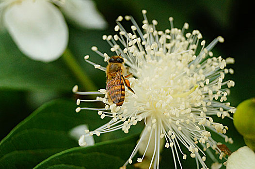 蜜蜂爬在花蕊上采蜜