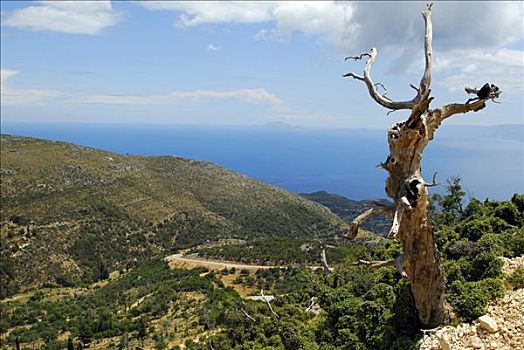 枯木,山地风景,凯法利尼亚岛,爱奥尼亚群岛,希腊