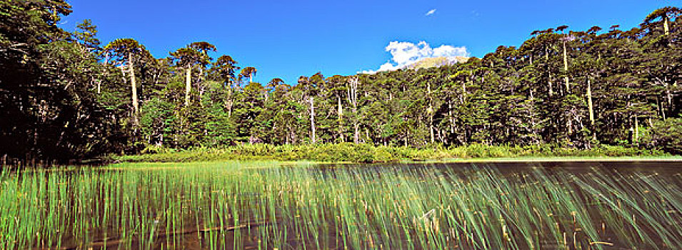 山林,智利松,树,湖,国家公园,智利