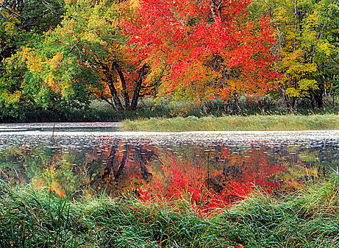秋色,国家公园,新斯科舍省,加拿大