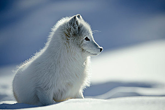 北极狐,雪中,挪威
