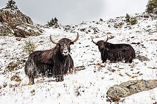 两个,牦牛,积雪,风景
