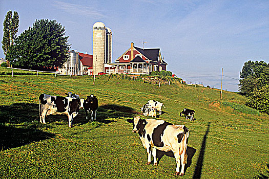 黑白花牛,母牛,东方镇,魁北克,加拿大