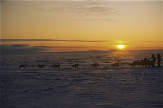 西伯利亚,哈士奇犬,狗,雪撬,团队,极地,午夜,亮光,格陵兰