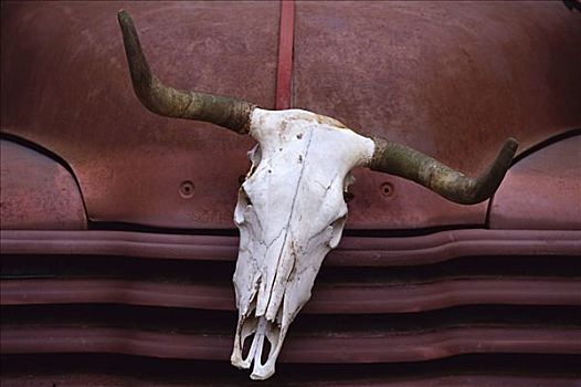 母牛,头骨,卡车,装饰,田纳西,美国