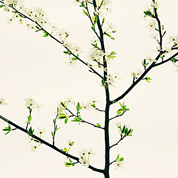 苹果树,花,春天,绿叶,白花,白色背景,枝条