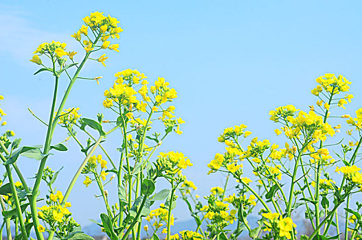 油菜花