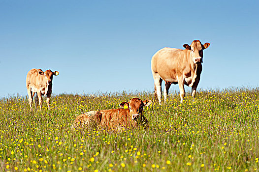 菜牛,草场,坎布里亚,英格兰