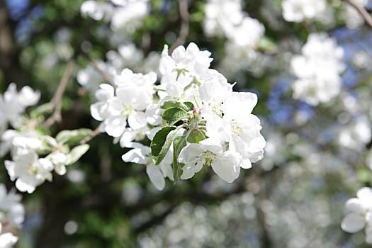 花,苹果树,五月,莫斯科