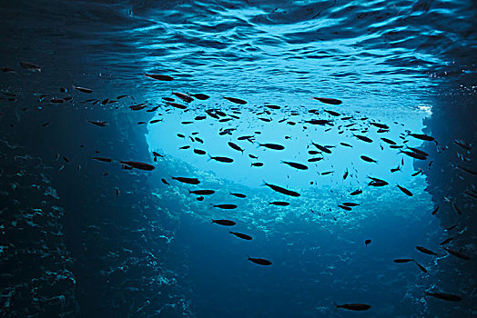 鱼,游动,水下,蓝色,海洋,汤加,太平洋