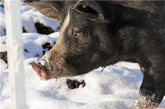放养,猪,户外,冬天,雪
