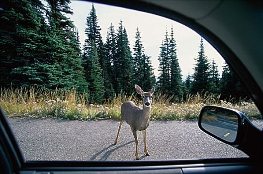 长耳鹿,靠近,汽车,骡鹿