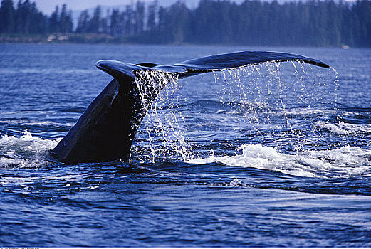 尾部,驼背鲸,弗雷德里克湾,阿拉斯加,美国