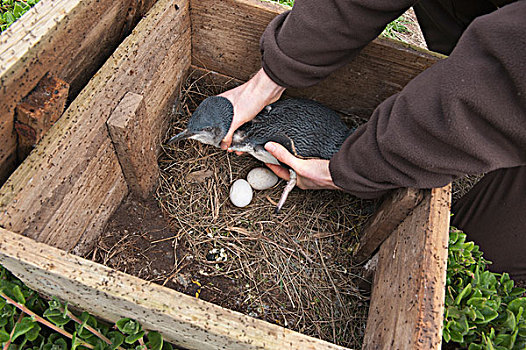 小蓝企鹅,成年,鸟窝,盒子,研究人员,菲利普岛,澳大利亚