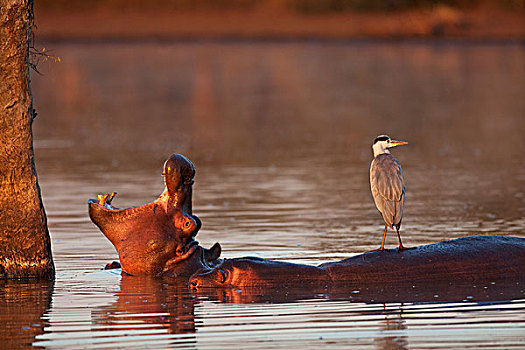 河马,苍鹭,克鲁格国家公园,南非