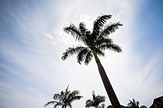 棕榈树,尼格瑞尔,牙买加