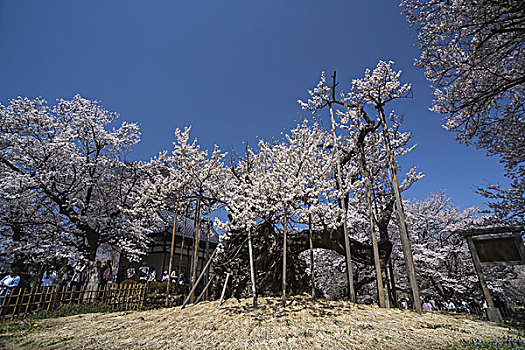 樱桃树,日本
