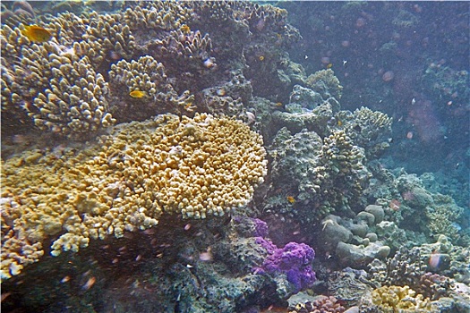 珊瑚礁,场景