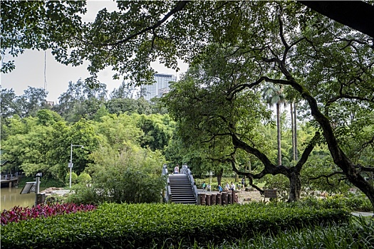 羊城广州夏天天河公园绿树与小桥湖水