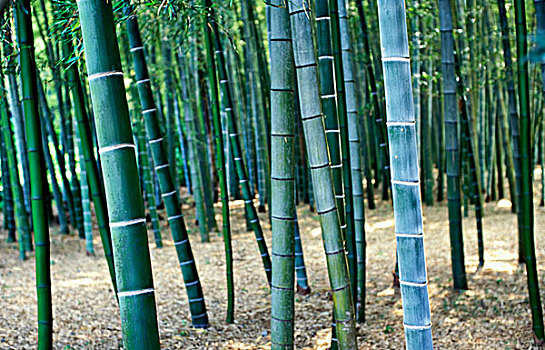 竹子,树林,特写
