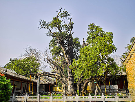 嵩阳书院,将军