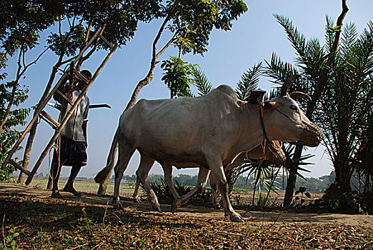 乡村,农民,道路,培育,地点,孟加拉,十二月,2007年