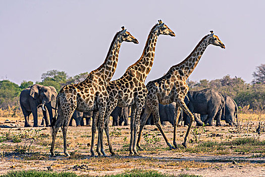 博茨瓦纳,乔贝国家公园,萨维提,长颈鹿,看,隐藏,狮子,灌木