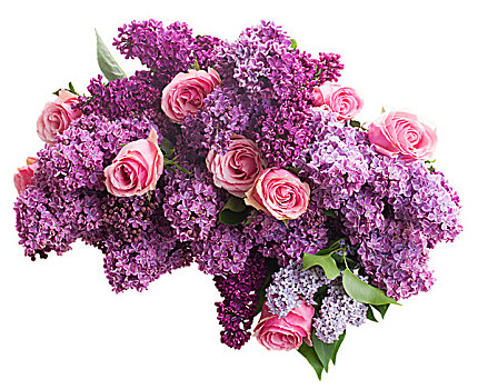 束,紫色,丁香,花,粉色,玫瑰,隔绝,白色背景