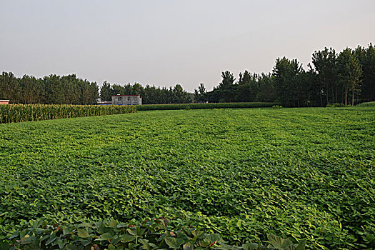 农村花生地