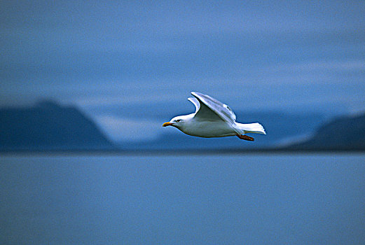 冰岛,海鸥,飞行
