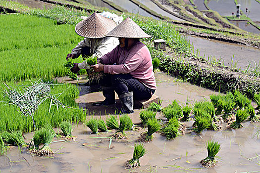 女人,稻米,幼苗,稻米梯田,巴厘岛,印度尼西亚,亚洲