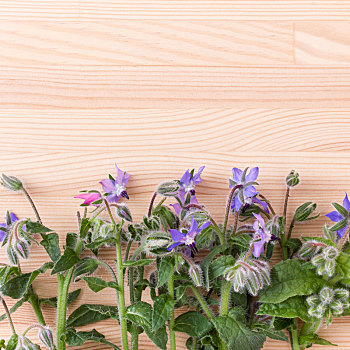 琉璃苣,蓝花,木板