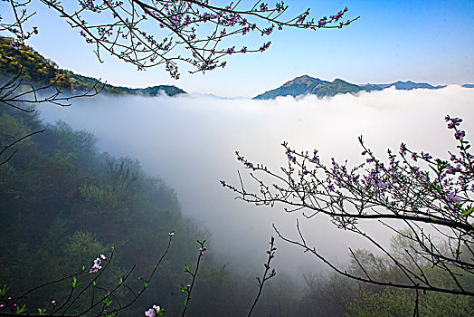 桃花,云海