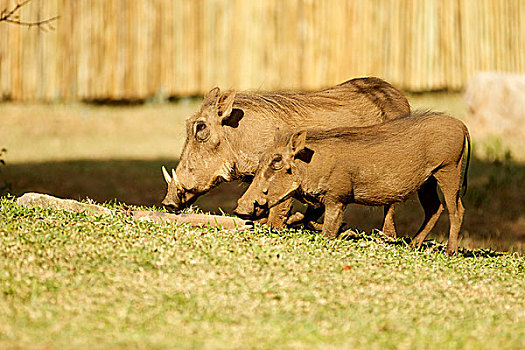 两个,普通,疣猪,进食,住宿,克鲁格国家公园,南非,非洲