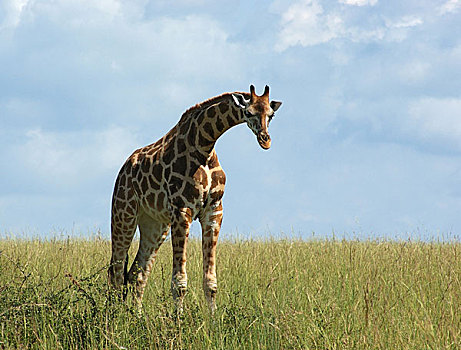 罗特希尔德长颈鹿,非洲,草地