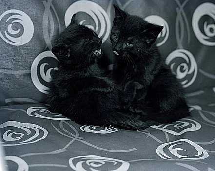 两个,黑色,小猫,玩,沙发