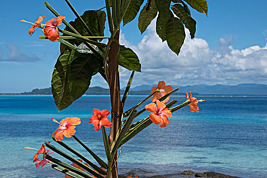美拉尼西亚,所罗门群岛,岛屿,乡村,艺术,放置,木槿,花,海滩,大幅,尺寸