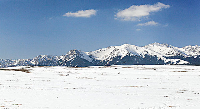 新疆白杨沟天山牧场