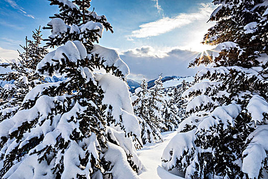 阳光,雪,木头,框架,冬天,日落,贝特默阿尔卑,地区,瓦莱州,瑞士,欧洲